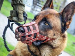 На шиї був «путінський» нашийник: Віталій Кім розповів про «трофейного» пса нацгвардійців