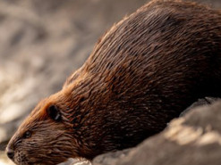 Из-за бобра жители нескольких городов Канады остались без интернета, электричества и связи