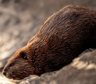 Из-за бобра жители нескольких городов Канады остались без интернета, электричества и связи