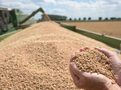 Крадіжка не допомогла: Росія заявила про зрив планів експорту зерна