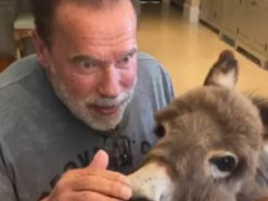 Шварценеггер спел для ослицы Happy Birthday to You