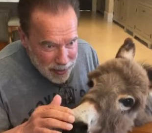 Шварценеггер спел для ослицы Happy Birthday to You