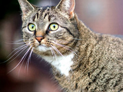 Создан переводчик с кошачьего «языка» на человеческий