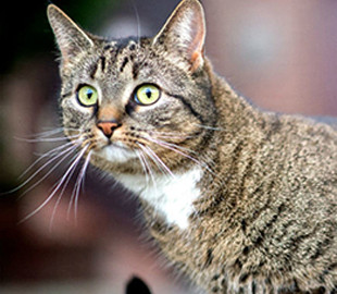 Создан переводчик с кошачьего «языка» на человеческий