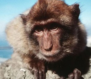 Сеть насмешила преступница-обезьяна