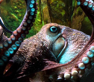 Як природа допомагає науці: восьминіг надихнув вчених на створення нових моделей роботів