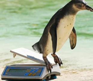 Работа мечты: смешное видео со взвешиванием пингвинов в зоопарке покорило сеть