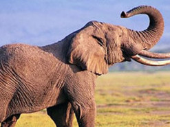 Идущий «лунной походкой» слон стал звездой Сети