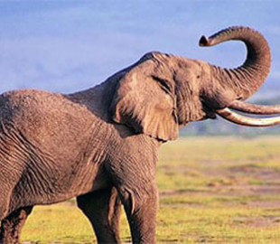 Идущий «лунной походкой» слон стал звездой Сети