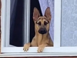 Трогательная встреча собаки с хозяйкой растопила сердца пользователей интернета