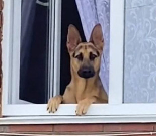 Трогательная встреча собаки с хозяйкой растопила сердца пользователей интернета