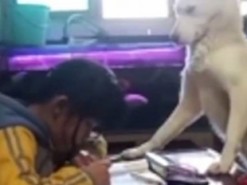 Дрессированная собака отучила ребенка отвлекаться на телефон