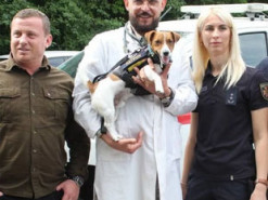 Пес Патрон пройшов медобстеження у ветеринарному шпиталі Хмельницької області