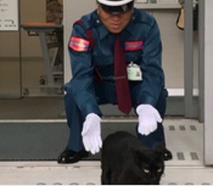 Коти vs. охорона: у Мережі стежать за "війною" чотирилапих, яких не пускають до музею у Японії