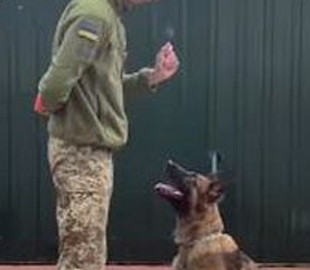 Пес-патриот стал новым героем Сети