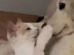 «Она его любила»: Кошка и пёс продемонстрировали нежные отношения