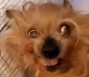 Реакция пса на утренний подъем развеселила и напугала хозяйку