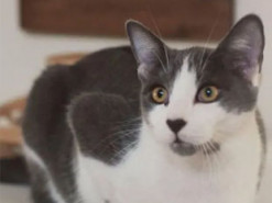 Кот необычного окраса стал звездой интернета