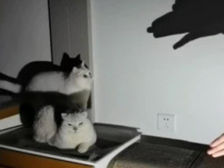 Котик испугался тени собаки и стал звездой Сети