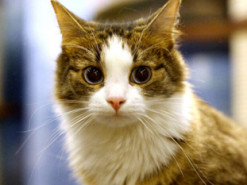 Галантный кот из Китая стал новой звездой Сети