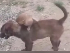 Собака, спасшая обезьянку, стала звездой соцсетей