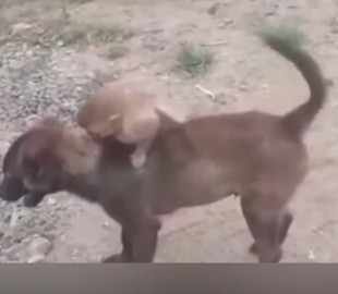 Собака, спасшая обезьянку, стала звездой соцсетей