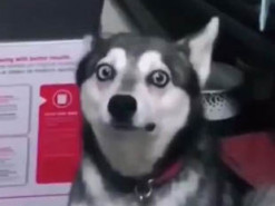 Испуганный пес стал звездой Сети