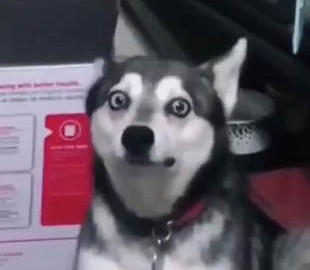 Испуганный пес стал звездой Сети