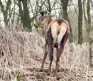 Оленя Бориса, який має канал у TikTok, збила автівка на великій швидкості. Винуватиця тікала з місця події