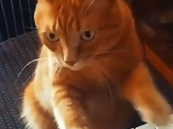 Видеохит: Кот научился играть на пианино и сам «создает» мелодии