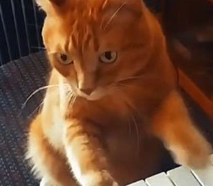 Видеохит: Кот научился играть на пианино и сам «создает» мелодии