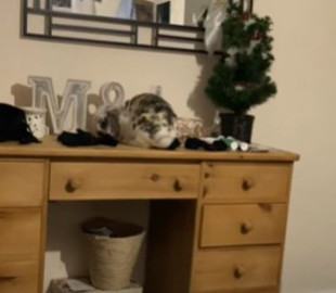 Домашний кролик показал чудеса акробатики - люди не знали, что пушистые могут прыгать так высоко