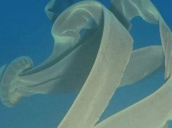 Як величезний рулон туалетного паперу. Біля берегів Антарктиди зустріли гігантського фантома океану