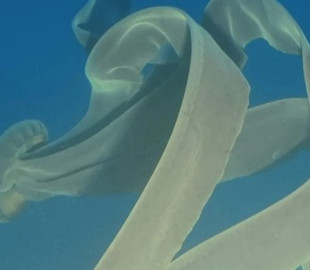 Як величезний рулон туалетного паперу. Біля берегів Антарктиди зустріли гігантського фантома океану