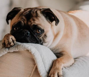 Юзери з усього світу показують своїх собак, які поводяться, мов люди