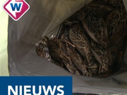 В Голландии тестировали 5G - сотни птиц погибли сразу же! Что это было?