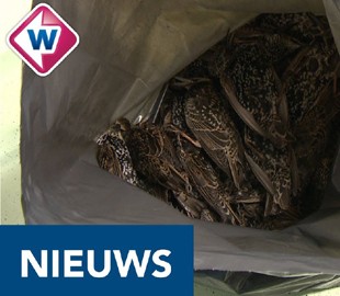 В Голландии тестировали 5G - сотни птиц погибли сразу же! Что это было?