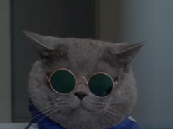 Кот на роботе-пылесосе заставил улыбаться весь TikTok