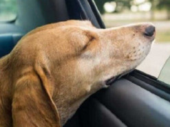 Новый дудл от Google: история фигурки таксы с качающейся головой