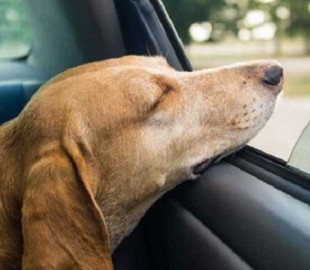 Новый дудл от Google: история фигурки таксы с качающейся головой