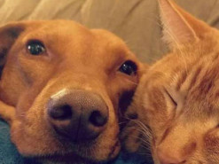 Что делают кот и собака, когда нас нет дома? Женщина сняла милое видео тайной дружбы