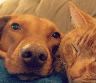 Что делают кот и собака, когда нас нет дома? Женщина сняла милое видео тайной дружбы