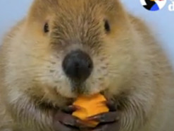 Одинокому упитанному бобру нашли такую же подругу - видео умилило тысячи людей