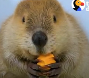 Одинокому упитанному бобру нашли такую же подругу - видео умилило тысячи людей