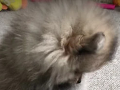 Курьезное видео сонного щенка шпица развеселило сеть