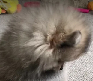 Курьезное видео сонного щенка шпица развеселило сеть