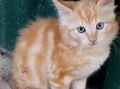 У Миколаєві побачили кота з тризубом на мордочці