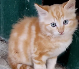 У Миколаєві побачили кота з тризубом на мордочці