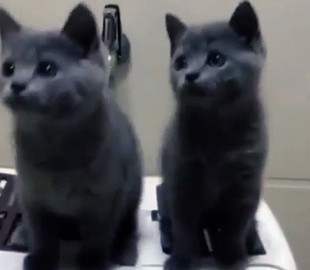 В Сети показали «танец котят»: зрители видео были очарованы маленькими пушистиками