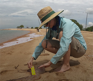 Дроны будут искать смертоносных медуз